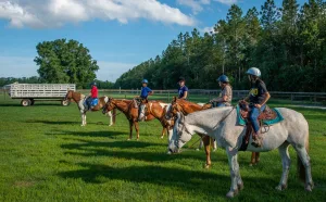 Equine